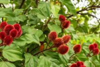 Growing and Caring for Achiote Trees
