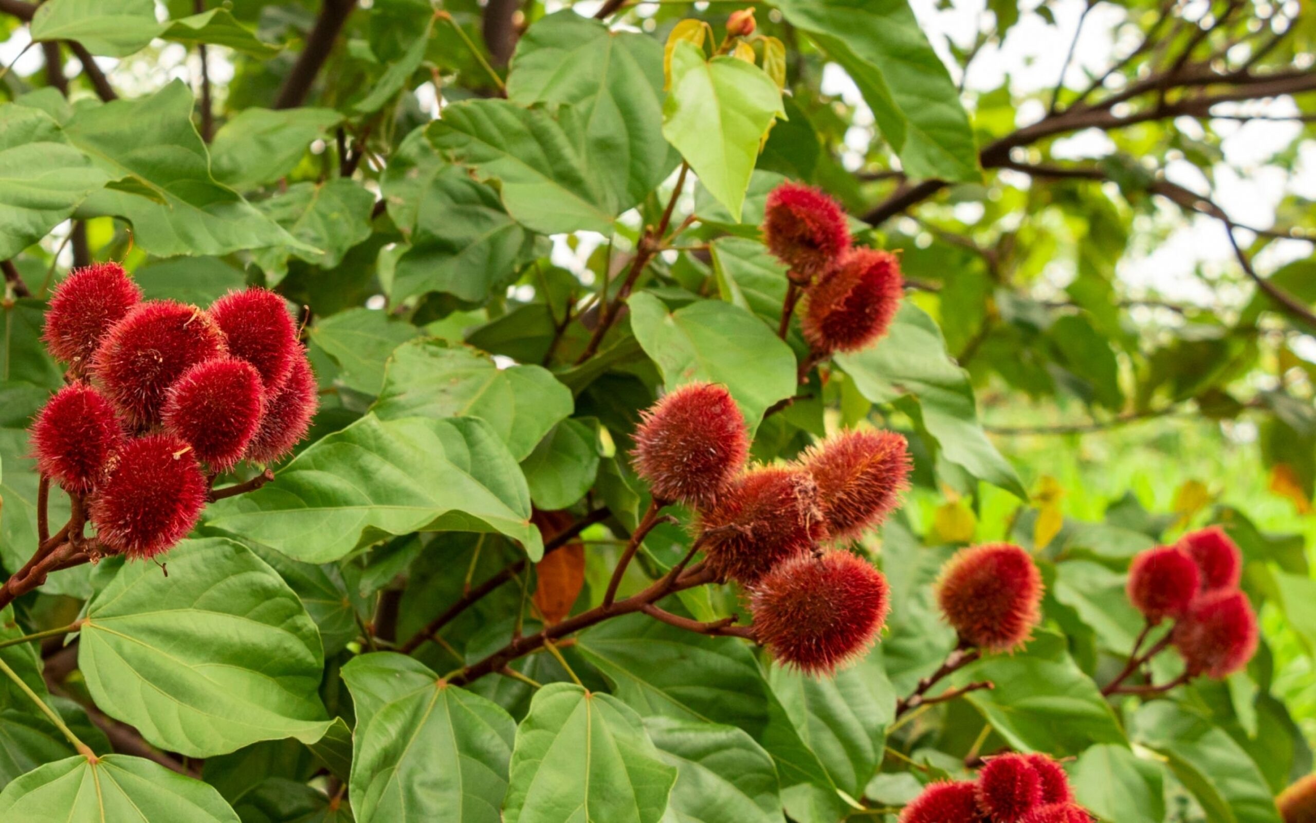 Growing and Caring for Achiote Trees
