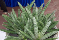 Sansevieria Starfish: A Beginner’s Guide to Care and Maintenance